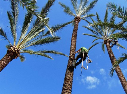 Poda y tala de palmeras en altura